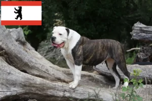 Přečtete si více ze článku Chovatelé amerických buldočků a štěňat v Berlíně
