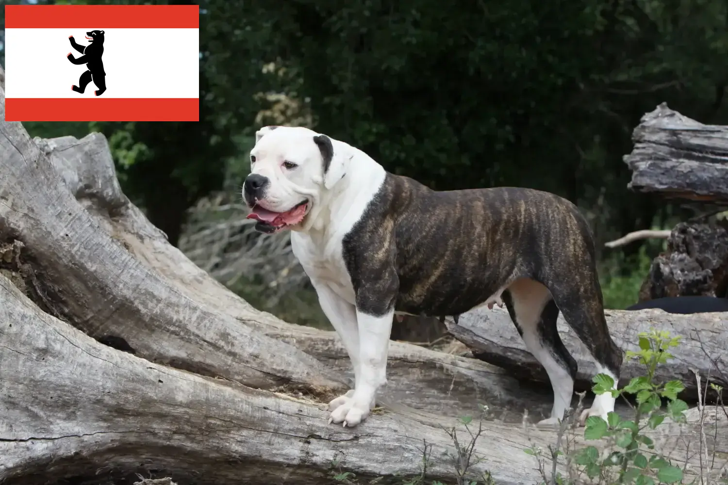 Štěňata a chovatelé amerických buldočků Berlín Zde najdete chovatele amerických buldočků v Berlíně.