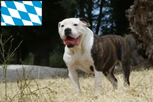 Přečtete si více ze článku Chovatelé amerických buldočků a štěňat v Bavorsku