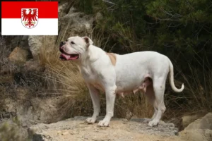 Přečtete si více ze článku Chovatelé amerických buldočků a štěňat v Brandenburgu