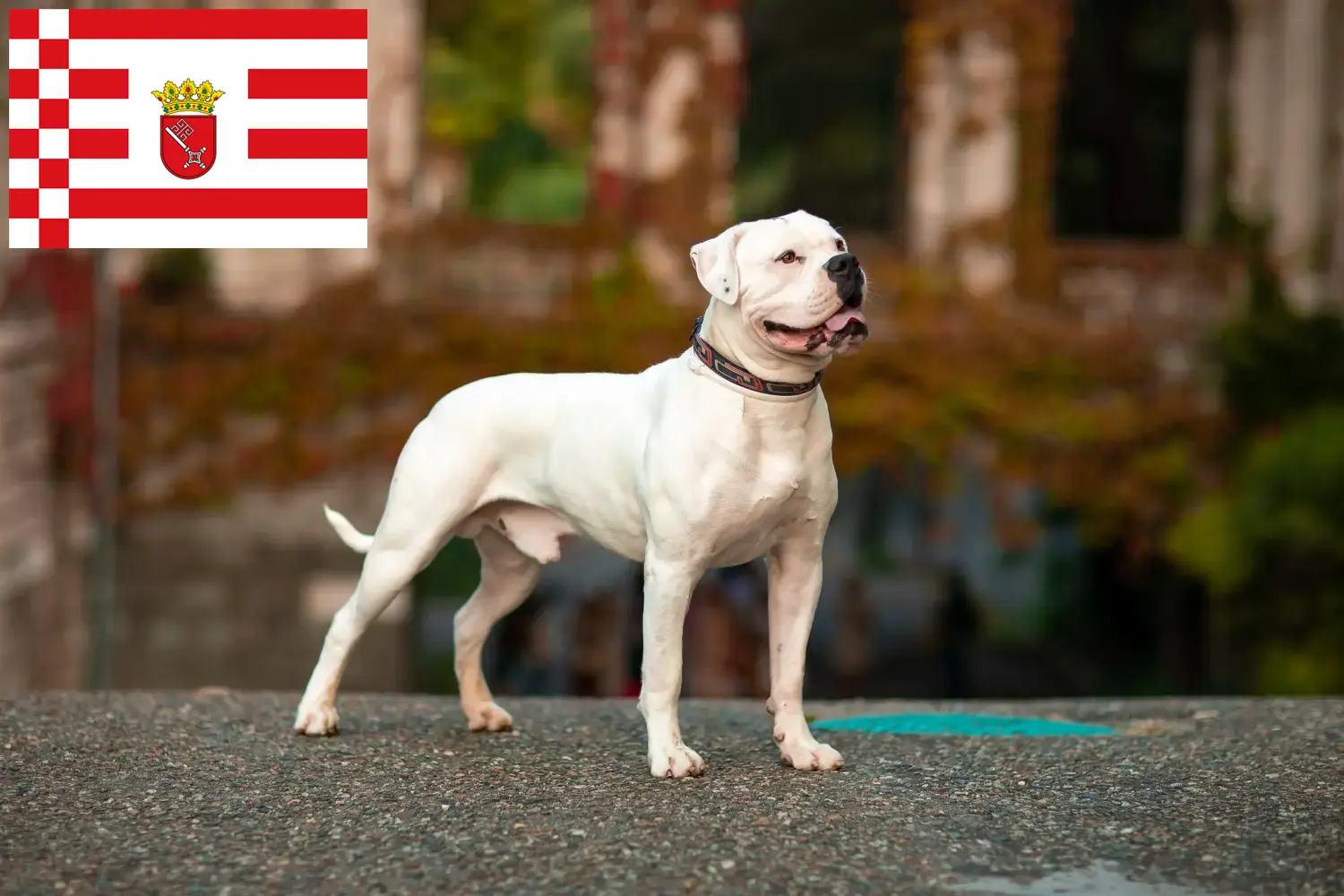 Štěňata a chovatelé amerických buldočků Brémy Zde najdete chovatele amerických buldočků v Brémách.
