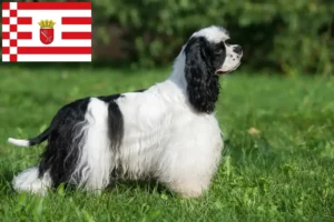 Přečtete si více ze článku Chovatel amerických kokršpanělů a štěňat v Brémách