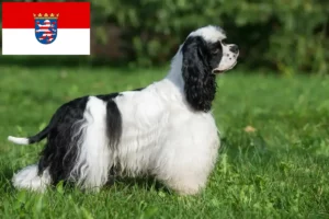 Přečtete si více ze článku Chovatelé amerických kokršpanělů a štěňat v Hesensku