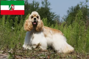 Přečtete si více ze článku Chovatelé amerických kokršpanělů a štěňat v Severním Porýní-Vestfálsku