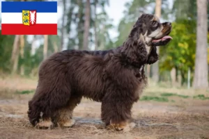 Přečtete si více ze článku Chovatelé amerických kokršpanělů a štěňat ve Šlesvicku-Holštýnsku