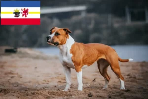 Přečtete si více ze článku Chovatelé amerických stafordšírských teriérů a štěňat v Meklenbursku-Předním Pomořansku