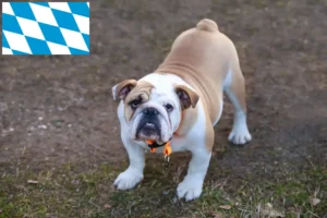 Přečtete si více ze článku Chovatelé anglických buldočků a štěňat v Bavorsku