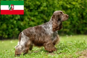 Přečtete si více ze článku Chovatelé anglických kokršpanělů a štěňat v Severním Porýní-Vestfálsku