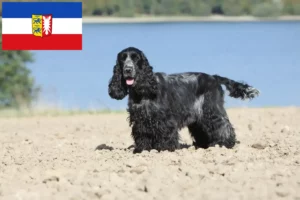 Přečtete si více ze článku Chovatelé anglických kokršpanělů a štěňat ve Šlesvicku-Holštýnsku