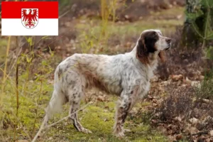 Přečtete si více ze článku Chovatelé anglických setrů a štěňat v Brandenburgu