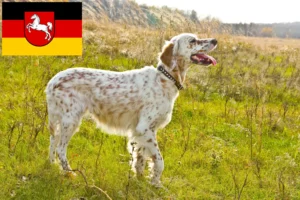 Přečtete si více ze článku Chovatelé anglických setrů a štěňat v Dolním Sasku