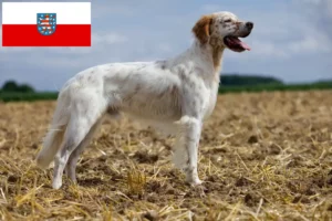 Přečtete si více ze článku Chovatelé anglických setrů a štěňat v Durynsku