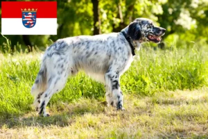 Přečtete si více ze článku Chovatelé anglických setrů a štěňat v Hesensku