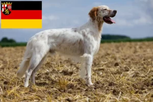 Přečtete si více ze článku Chovatelé anglických setrů a štěňat v Porýní-Falci