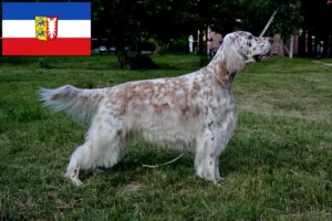 Přečtete si více ze článku Chovatelé anglických setrů a štěňat ve Šlesvicku-Holštýnsku