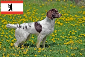 Přečtete si více ze článku Chovatelé anglických špringršpanělů a štěňat v Berlíně