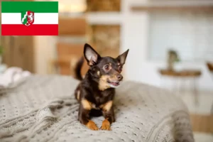 Přečtete si více ze článku Chovatelé anglických toy teriérů a štěňat v Severním Porýní-Vestfálsku