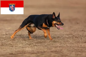 Přečtete si více ze článku Chovatelé australských kelpií a štěňat v Hesensku
