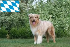 Přečtete si více ze článku Chovatelé australských ovčáků a štěňat v Bavorsku