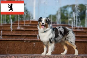 Přečtete si více ze článku Chovatelé australských ovčáků a štěňat v Berlíně