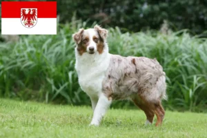 Přečtete si více ze článku Chovatelé australských ovčáků a štěňat v Brandenburgu