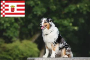Přečtete si více ze článku Chovatelé australských ovčáků a štěňat v Brémách