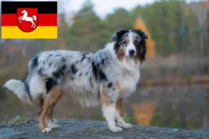 Přečtete si více ze článku Chovatelé australských ovčáků a štěňat v Dolním Sasku
