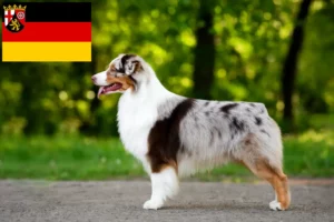 Přečtete si více ze článku Chovatelé australských ovčáků a štěňat v Porýní-Falci