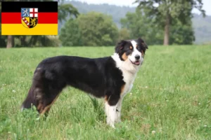Přečtete si více ze článku Chovatelé australských ovčáků a štěňat v Sársku