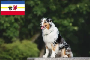Přečtete si více ze článku Chovatelé australských ovčáků a štěňat v Meklenbursku-Předním Pomořansku
