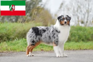 Přečtete si více ze článku Chovatelé australských ovčáků a štěňat v Severním Porýní-Vestfálsku