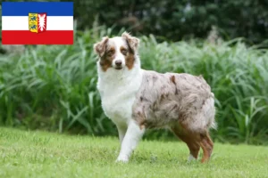 Přečtete si více ze článku Chovatelé australských ovčáků a štěňat ve Šlesvicku-Holštýnsku