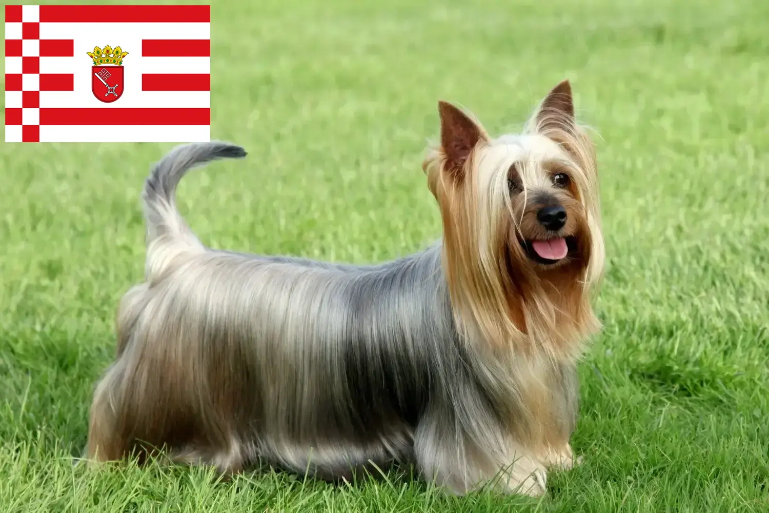 Australský silky teriér - štěňata a chovatelé Brémy Zde najdete chovatele australských silky teriérů v Brémách.