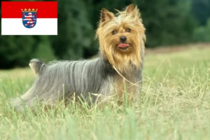 Přečtete si více ze článku Chovatelé australských silky teriérů a štěňat v Hesensku