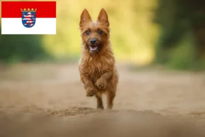 Přečtete si více ze článku Chovatelé australských teriérů a štěňat v Hesensku