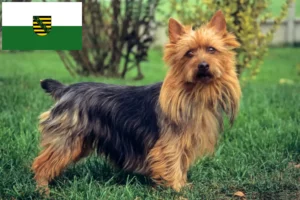 Přečtete si více ze článku Chovatelé australských teriérů a štěňat v Sasku