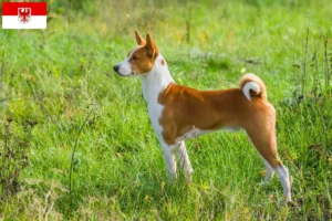 Přečtete si více ze článku Chovatelé basenji a štěňata v Brandenburgu