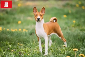 Přečtete si více ze článku Chovatelé basenji a štěňata v Hamburku