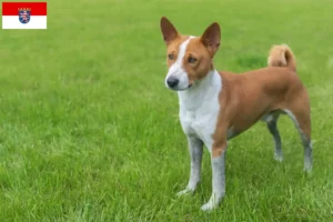 Přečtete si více ze článku Chovatelé basenji a štěňata v Hesensku