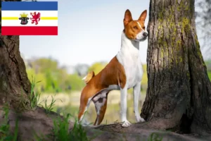 Přečtete si více ze článku Chovatelé basenji a štěňata v Meklenbursku-Předním Pomořansku