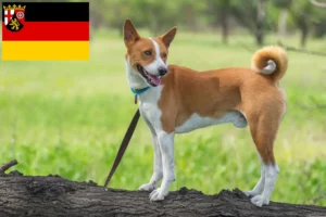 Přečtete si více ze článku Chovatelé basenji a štěňata v Porýní-Falci
