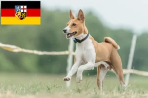 Přečtete si více ze článku Chovatelé basenji a štěňata v Sársku