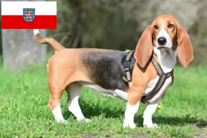 Přečtete si více ze článku Chovatelé basetů a štěňat v Durynsku