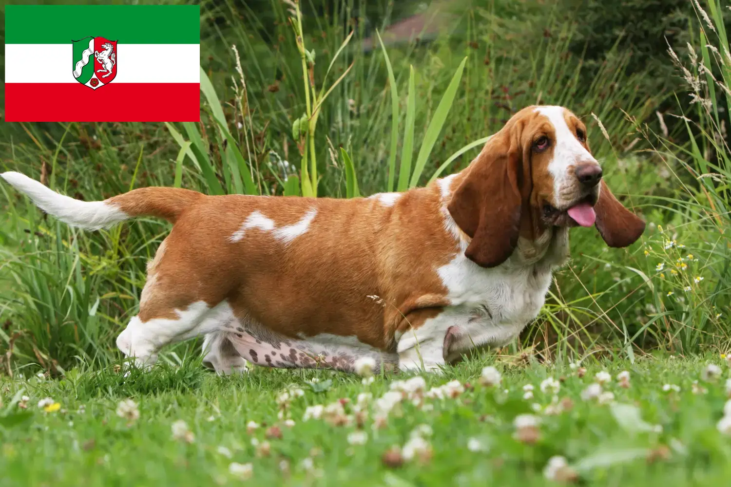 Přečtete si více ze článku Chovatelé bassetů a štěňat v Severním Porýní-Vestfálsku