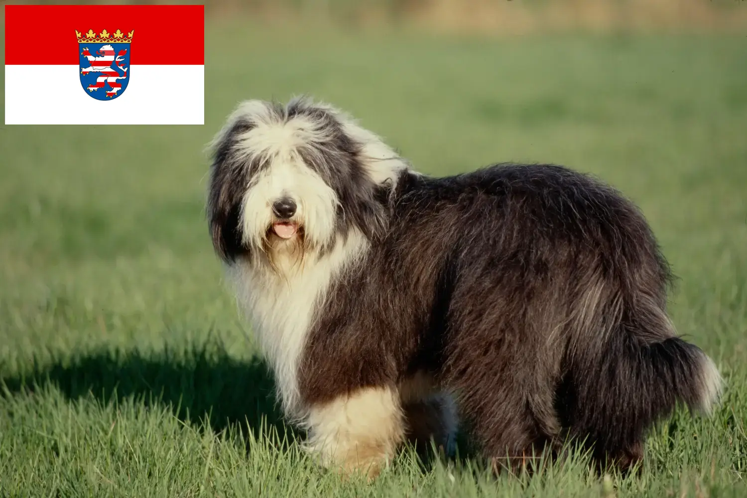 Štěňata a chovatelé Bearded Collie Hessen Zde najdete chovatele bearded kolií v Hesensku.