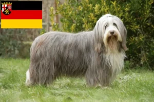 Přečtete si více ze článku Chovatelé bearded kolií a štěňat v Porýní-Falci