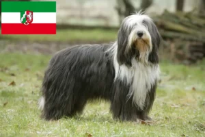 Přečtete si více ze článku Chovatelé bearded kolií a štěňat v Severním Porýní-Vestfálsku