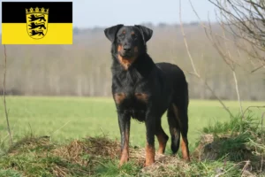 Přečtete si více ze článku Chovatelé beauceronů a štěňat v Bádensku-Württembersku