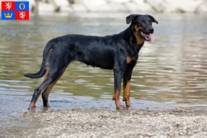 Přečtete si více ze článku Chovatelé beauceronů a štěňat v Hradci Králové