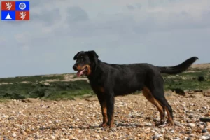 Přečtete si více ze článku Chovatelé beauceronů a štěňat v Liberci